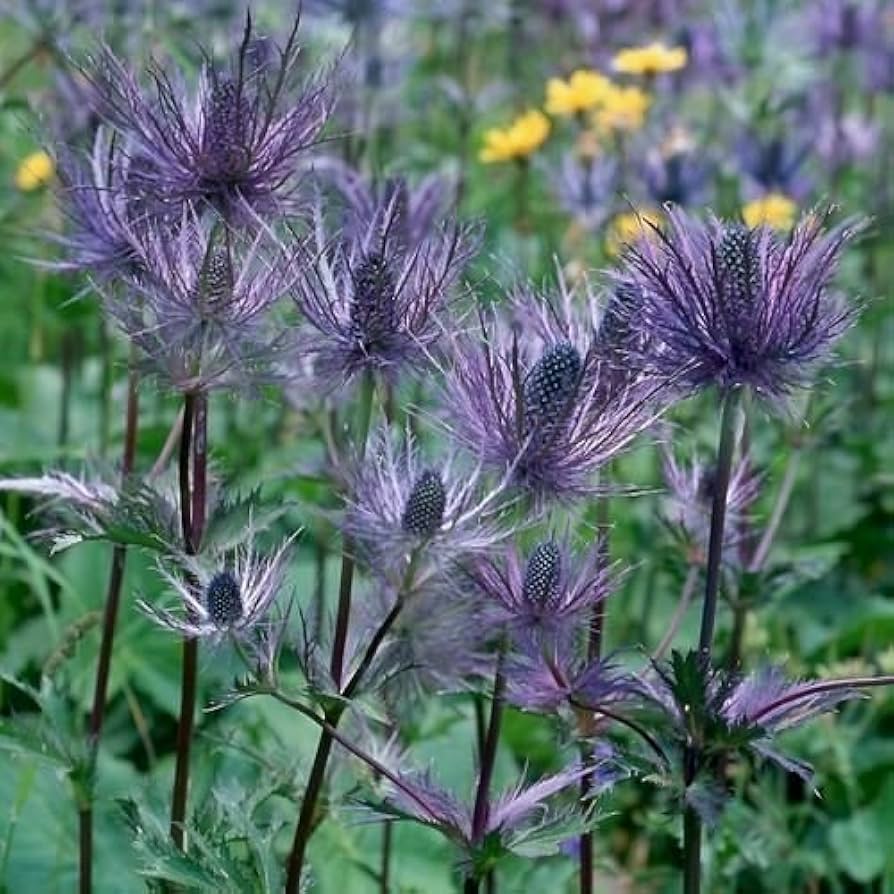 Purple Eryngium Alpinum Superbum Seeds for Planting - Perennial Flower Seeds for Garden Elegance Heirloom Non-GMO Seeds