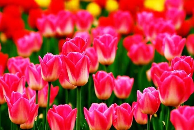 Double Tulip Seeds, Rare Flower Seeds, Perennial Bonsai Plant, Gift for Home Garden
