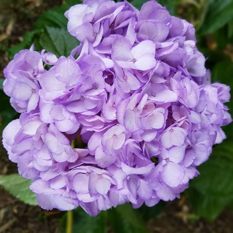 Hydrangea Seeds for Planting Hydrangea Macrophylla flower bed border garden