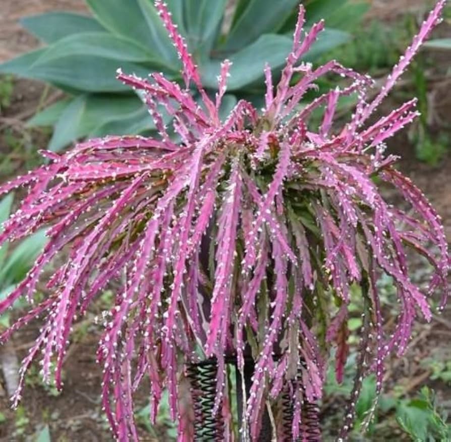 Violet Lepismium Flower seeds for Planting - Hardy Variety, Heirloom & GMO Free Seeds for Home Garden
Sale seeds for planting in home garden