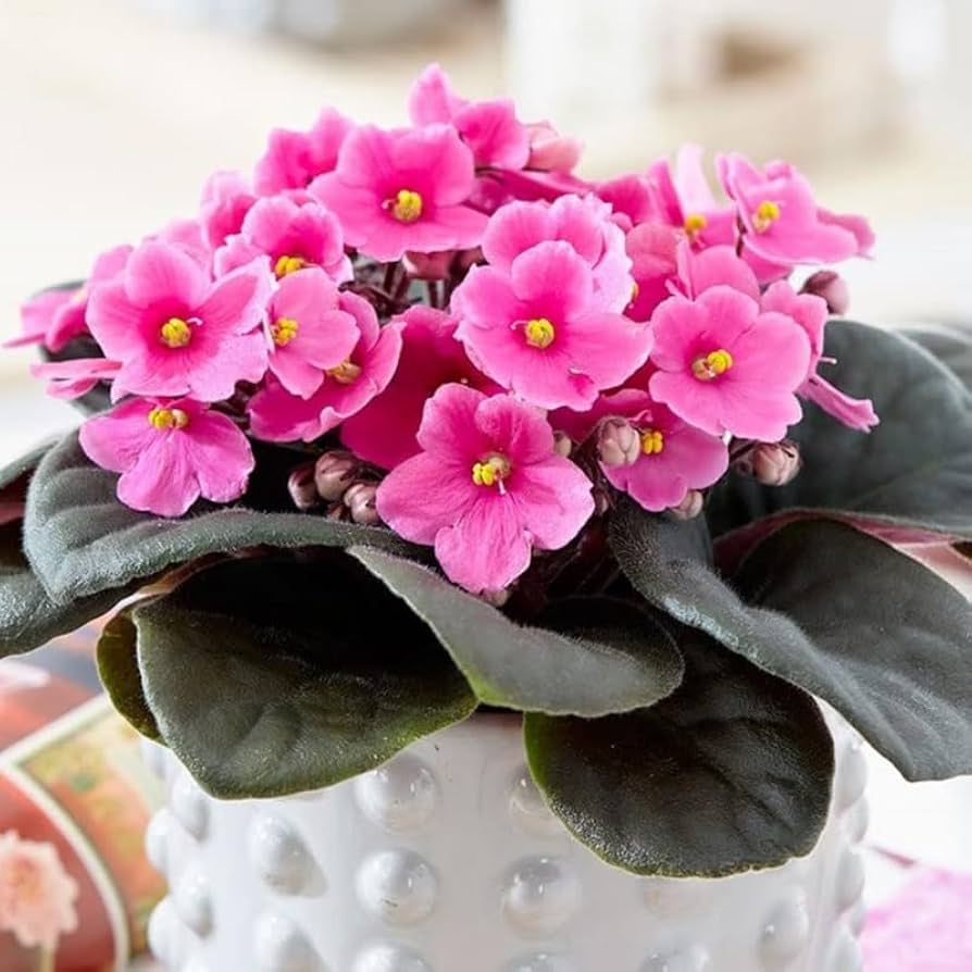 Baby Pink Mini Violet Flower Seeds for Planting Seasonal Bloomer Heirloom & GMO Free Seeds for Home Garden
Sale