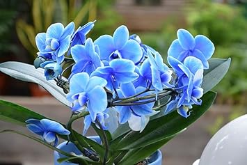 Lavender Sweet Pea Flower Seeds for Planting Wildflower Mix Heirloom & GMO Free Seeds for Home Garden
Sale for planting in home garden