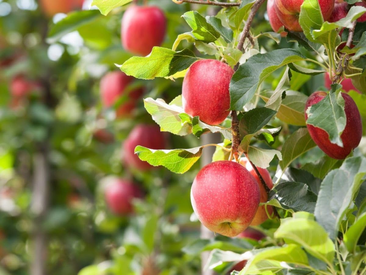 Mixed Apple Tree Seeds for Planting Diverse Varieties for a Bountiful Harvest