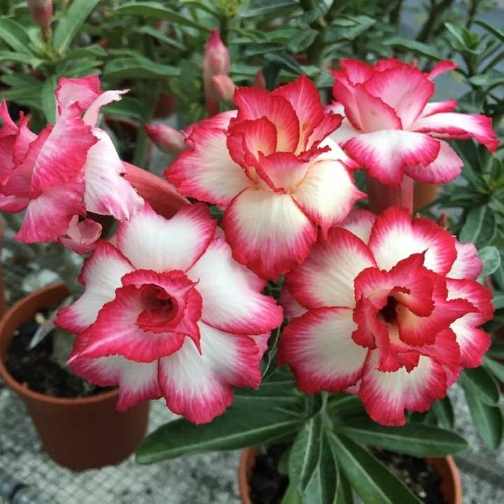 Desert Rose Adenium obesum Seeds for Planting - Great for Urban Garden & Home Garden
