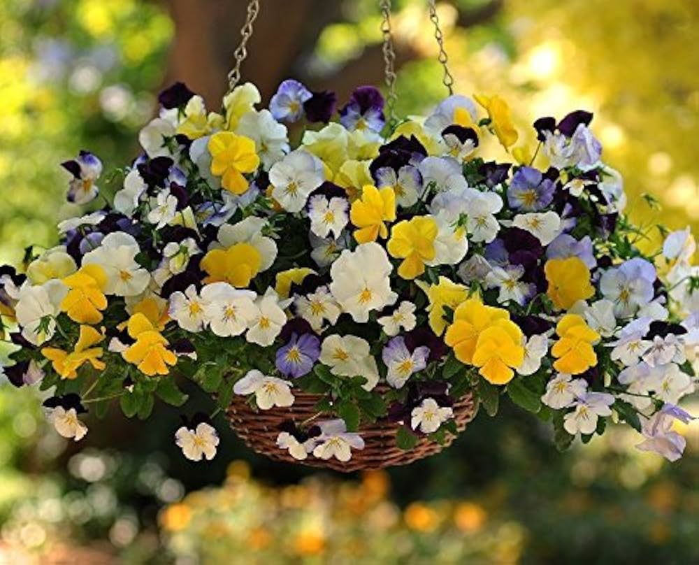 Viola Arvensis Field Pansy Seeds for Planting - Ideal for Flower Bed & Garden