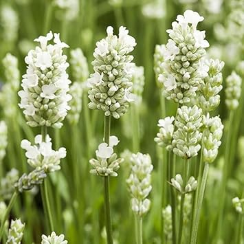 Lavender Flower seeds blooming in flower beds, containers, borders, and pollinator-friendly gardens