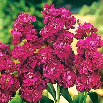 Orange Higanbana Flower Seeds for Planting Seasonal Bloomer Heirloom & GMO Free Seeds for Home Garden
Sale for planting in home garden