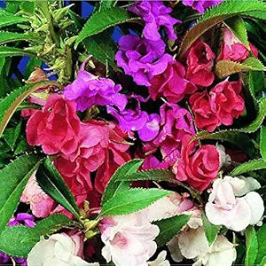Double Camellia Impatiens flower seeds from Evergrowseeds, ready for planting, showcasing vibrant, lush flower seed packets.