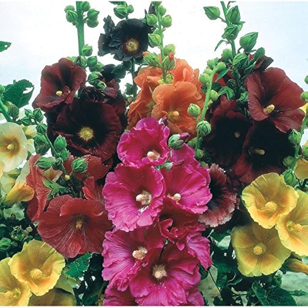 Orange Hollyhock Alcea rosea Seeds for Planting for Flower Bed