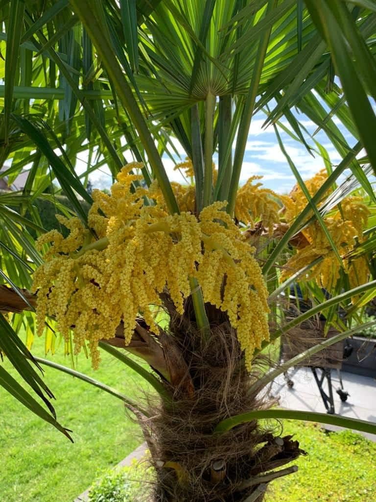 Heirloom Trachycarpus Flower seeds blooming in flower beds, containers, borders, and pollinator-friendly gardens