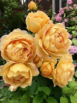 Cream Rose Flower seeds for Planting Garden Favorite Heirloom & GMO Free Seeds for Home Garden
Sale for planting in home garden