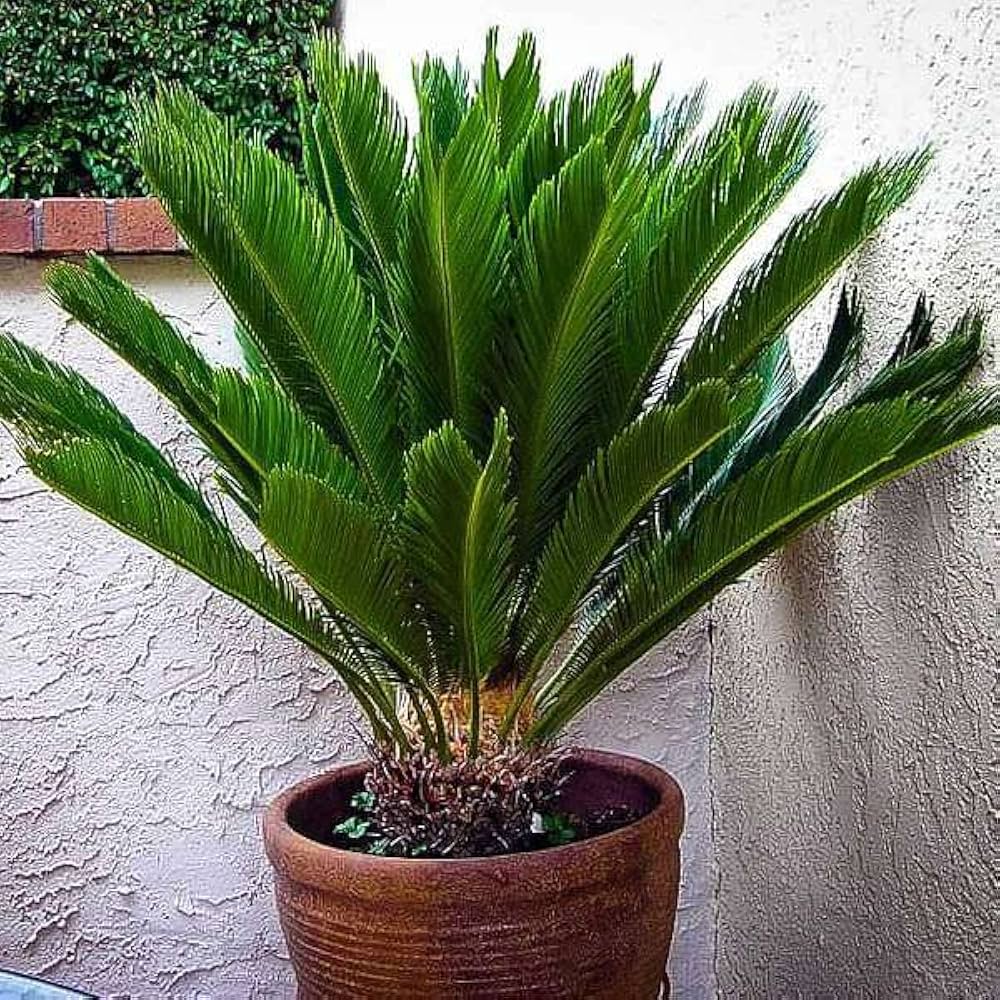 Cycas Plant Seeds - Dark Green: Your Complete Planting Guide