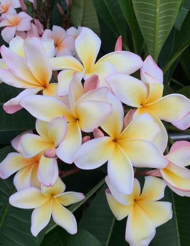 Mixed Color Plumeria Agave Plumeria spp. Seeds for Planting in Tropical Garden