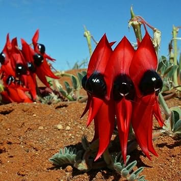 Swainsona Flower seeds for Planting Fragrant Blossoms Heirloom & GMO Free Seeds for Home Garden
Sale for planting in home garden