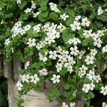 White Snowtopia Flower seeds for Planting - Compact Growth, Heirloom & GMO Free Seeds for Home Garden
Sale seeds for planting in home garden