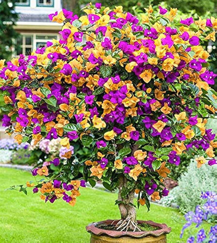 Bougainvillea Yellow Purple Flower seeds for Planting - Compact Growth, Heirloom & GMO Free Seeds for Home Garden
Sale for planting in home garden.