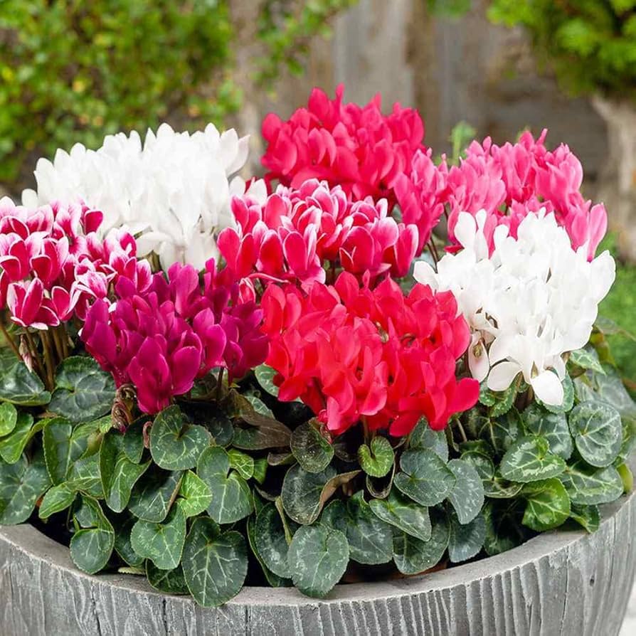 Mixed Color Cyclamen Seeds for Planting Vibrant Flower Seeds for Your Garden