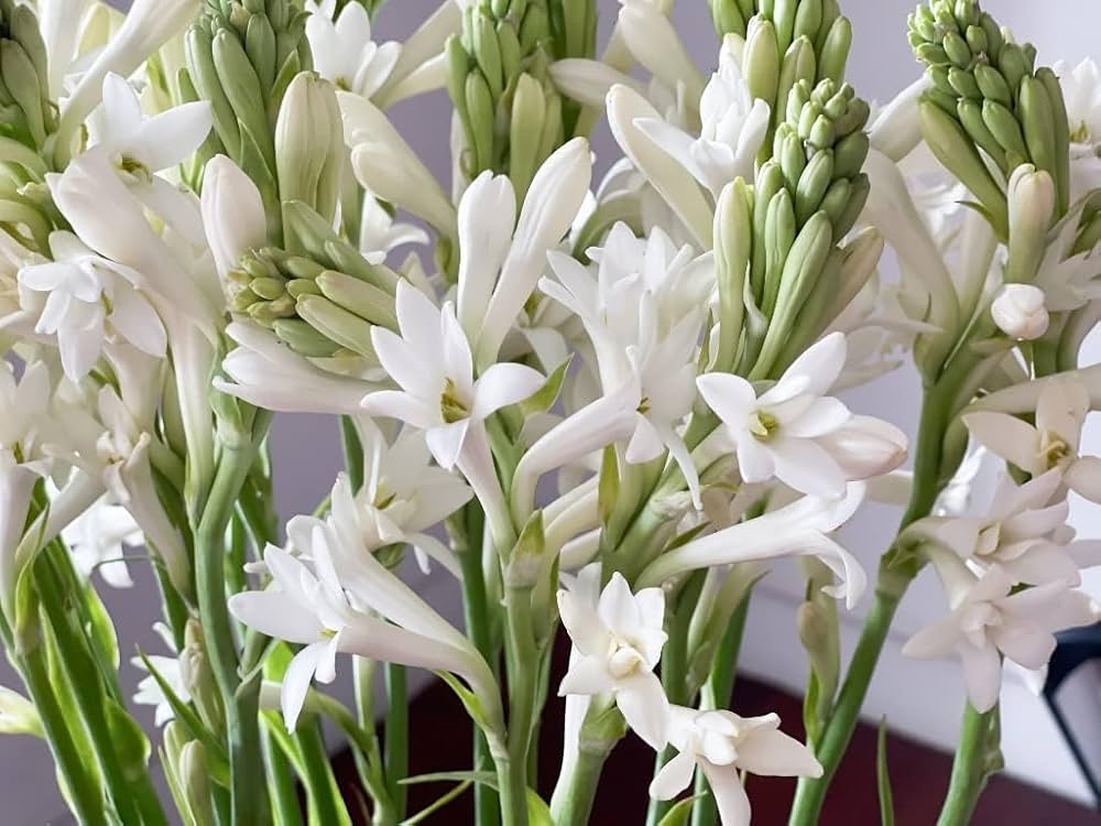 White Fragrant Clove Flower Seeds for Planting Long Bloom Season Heirloom & GMO Free Seeds for Home Garden
Sale