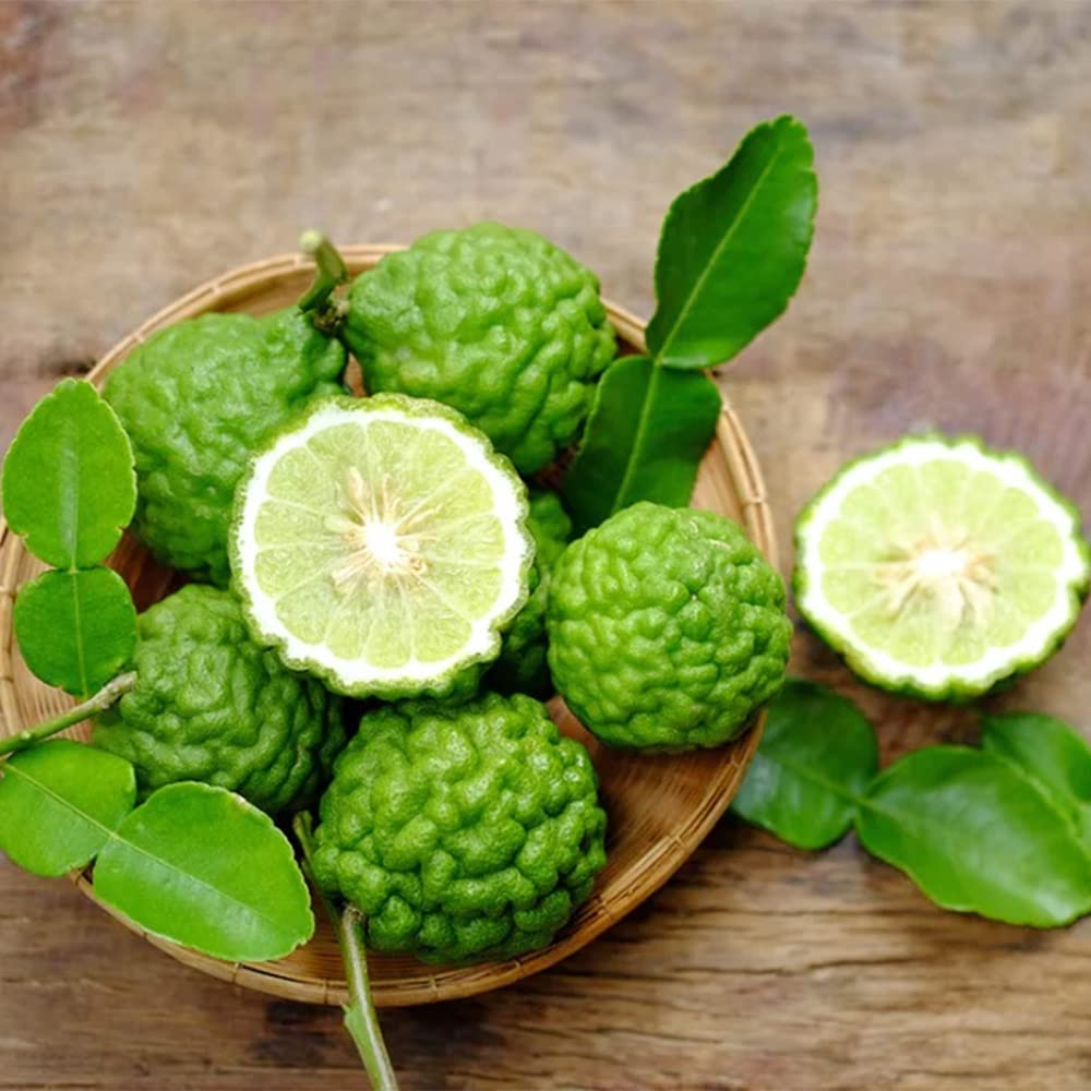 Leech Lime Citrus aurantiifolia Seeds for Planting in Tropical Garden