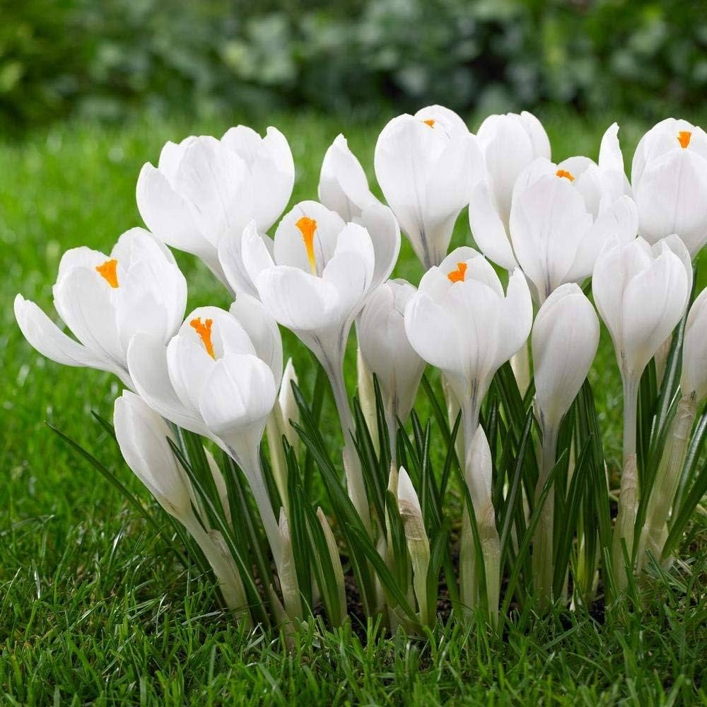White Crocus Flower seeds for Planting - Premium Quality, Heirloom & GMO Free Seeds for Home Garden Sale