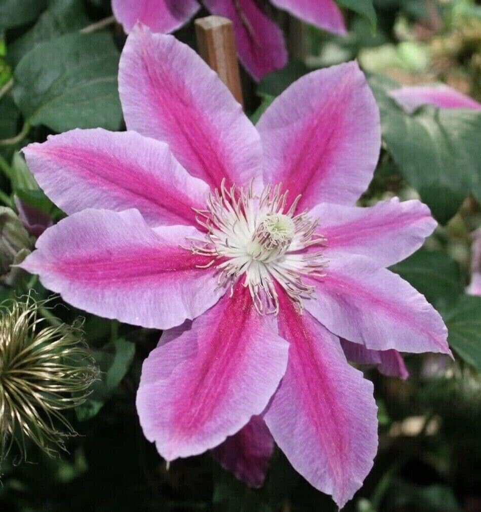 Green Pink Dragon Coleus for Planting Vibrant Colors Heirloom & GMO Free Seeds for Home Garden
Sale for planting in home garden