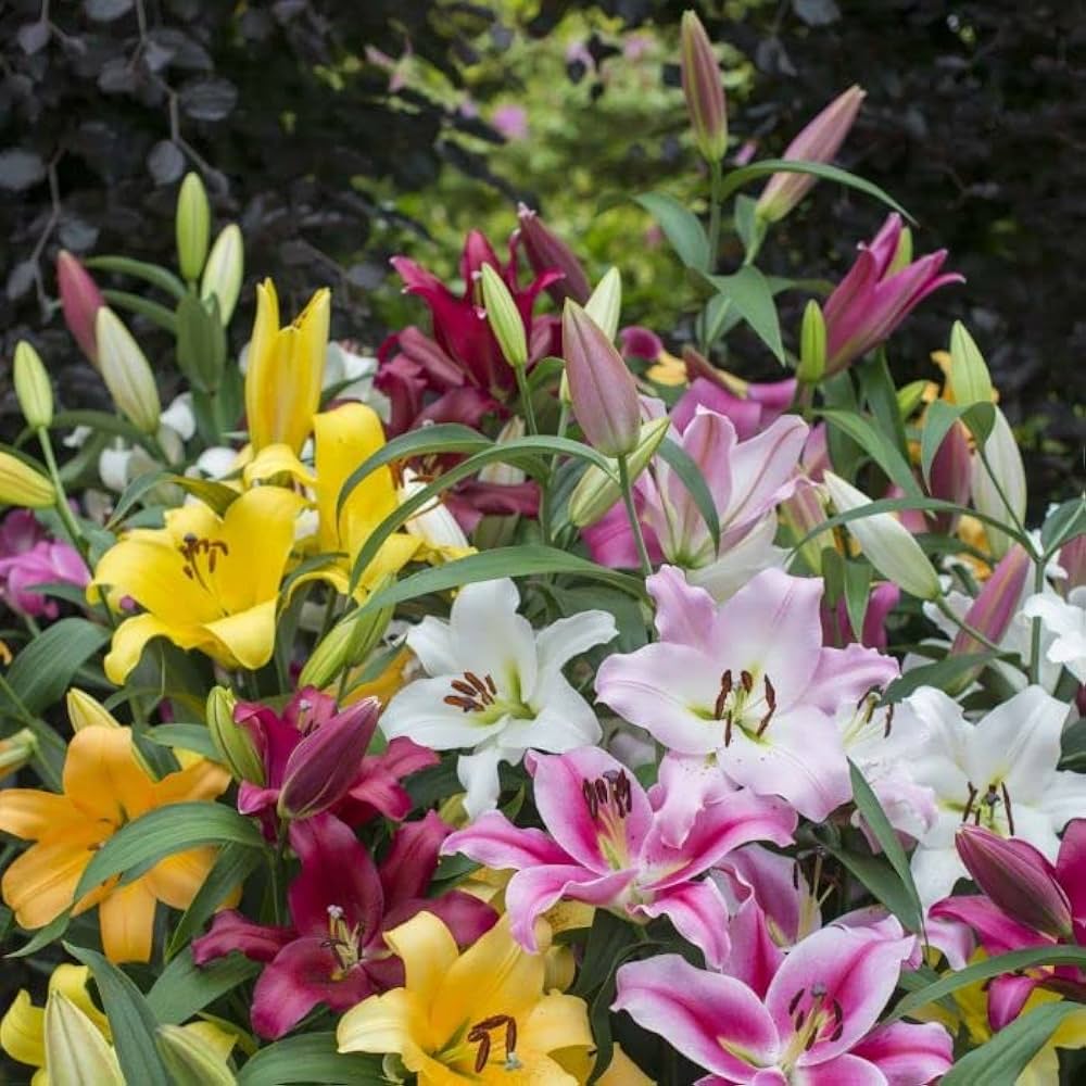 Mixed Di Giglio Flower seeds for Planting - Easy to Grow, Heirloom & GMO Free Seeds for Home Garden