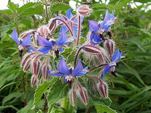 Dark Blue Borago Flower seeds for Planting - Compact Growth, Heirloom & GMO Free Seeds for Home Garden