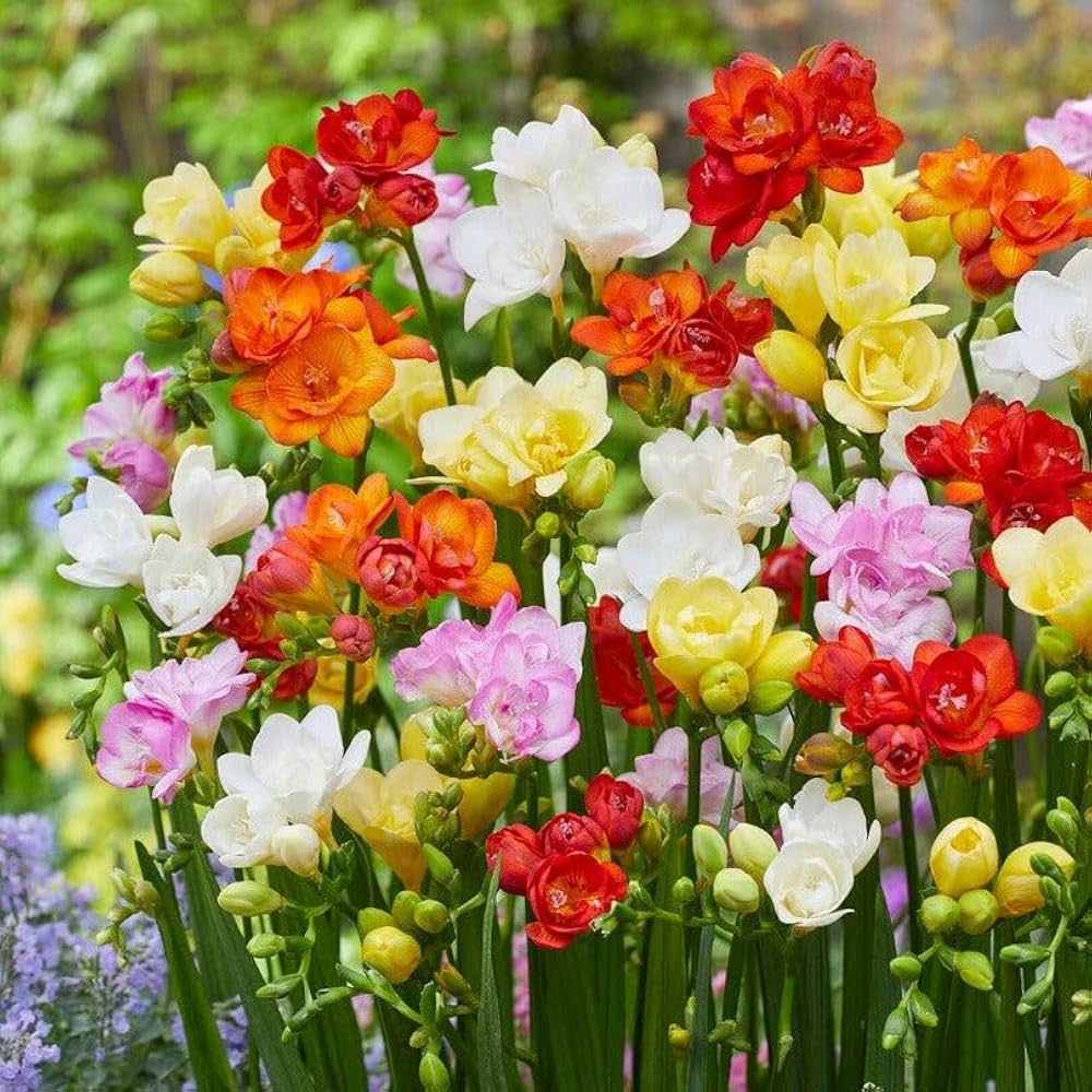 Freesia Flower seeds for Planting - Easy to Grow, Heirloom & GMO Free Seeds for Home Garden