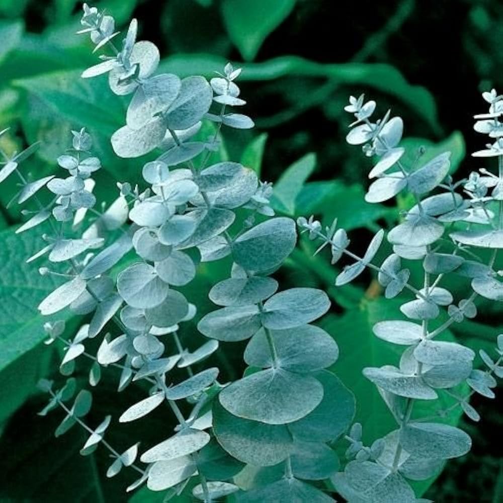 White Perennial Eucalyptus Silver Dollar Flower seeds for Planting Garden Favorite Heirloom & GMO Free Seeds for Home Garden