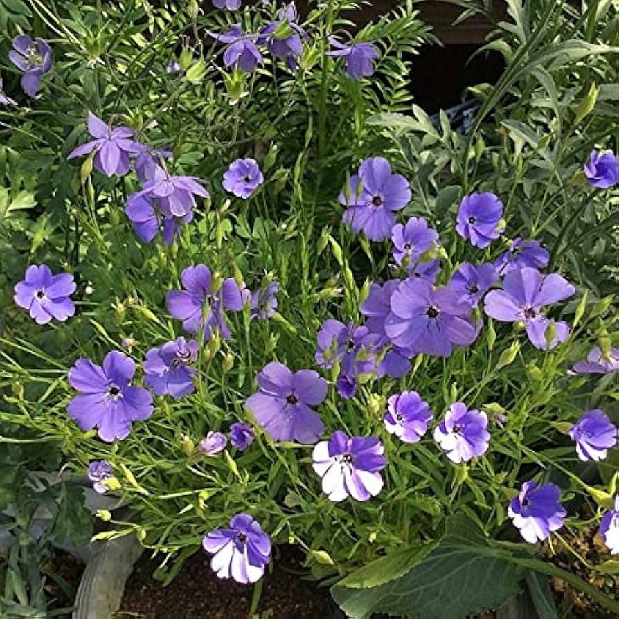 Blue Oculata Flower seeds for Planting - Bright Blooms, Heirloom & GMO Free Seeds for Home Garden
Sale seeds for home garden