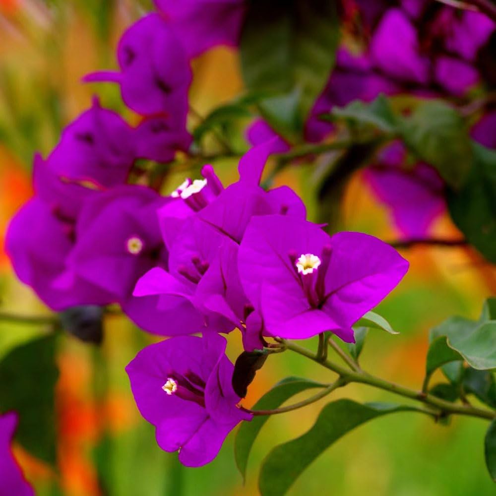 Bougainvillea Spectabilis Seeds for Planting in Flower Bed & Urban Garden