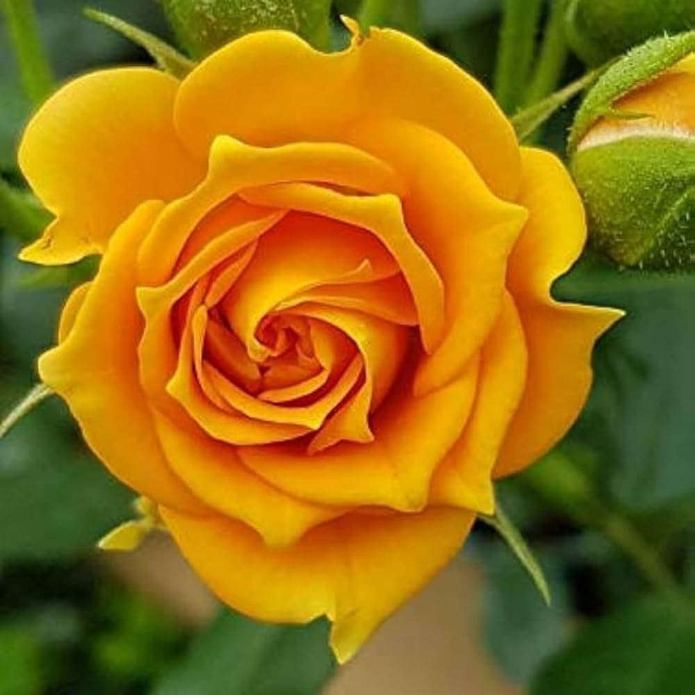 Deep Yellow Rose Flower seeds for Planting - Cut Flower Favorite, Heirloom & GMO Free Seeds for Home Garden