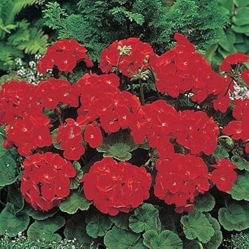 Geranium Deep Red Flower seeds for Planting - Cut Flower Favorite, Heirloom & GMO Free Seeds for Home Garden
Sale seeds for home garden