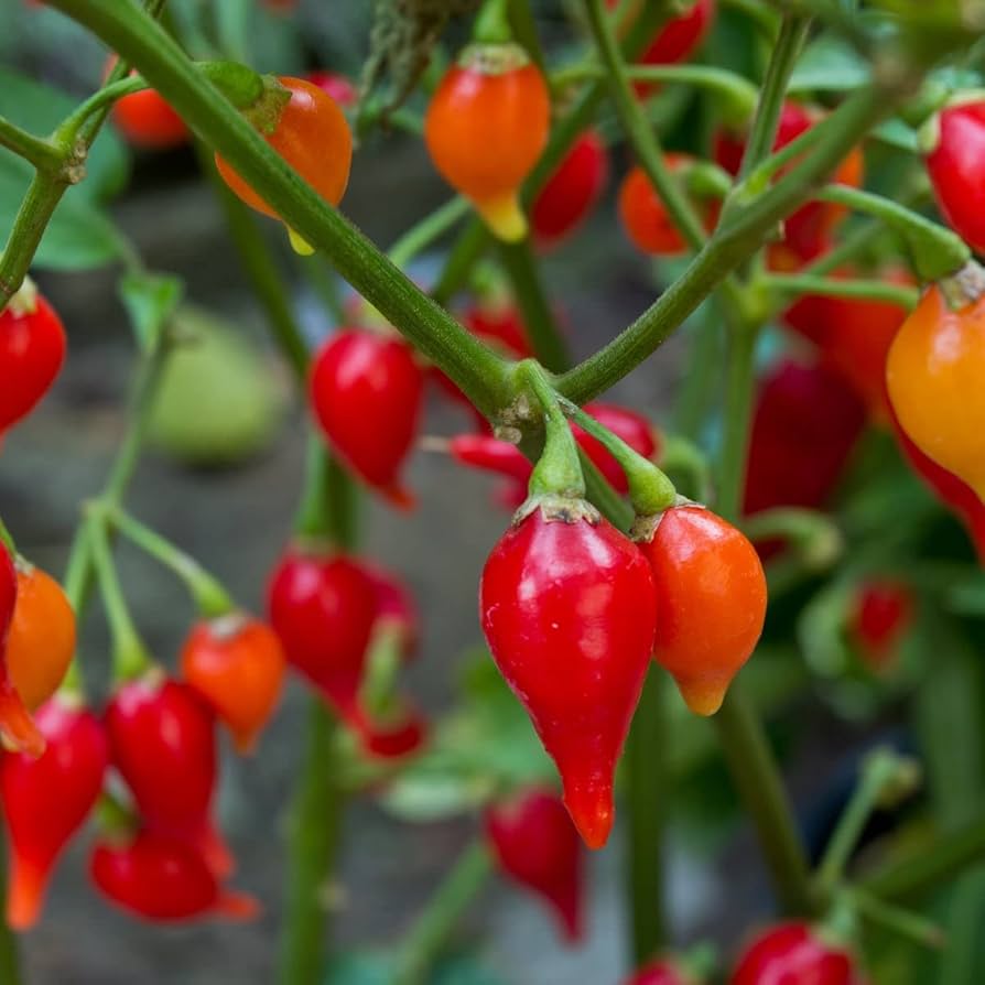 Mad Hatter Pepper Capsicum annuum Seeds for Planting in Vegetable Garden