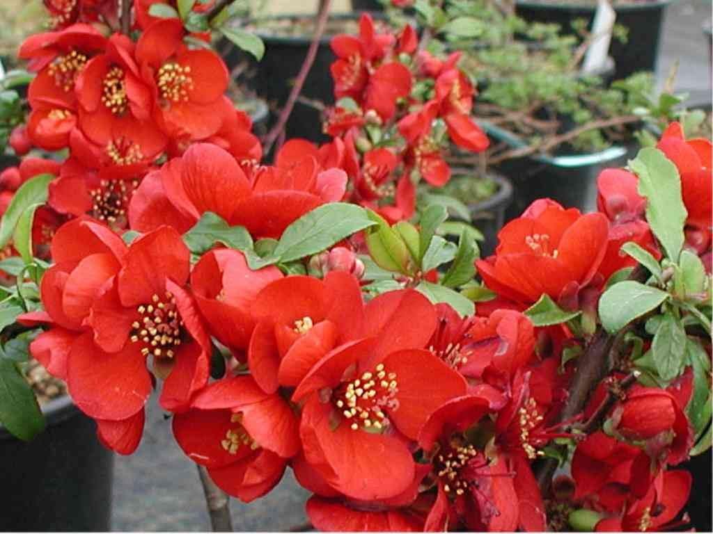 Enana Roja Flower seeds blooming in flower beds, containers, borders, and pollinator-friendly gardens