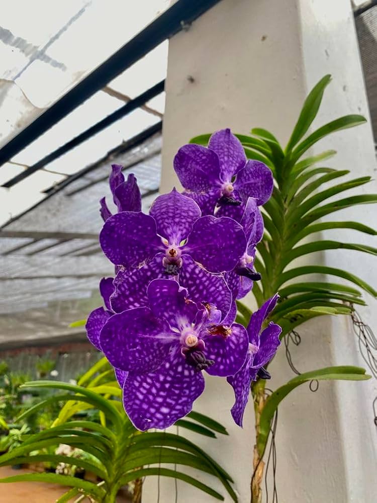 Violet Vanda Orchid Flower seeds for Planting - Vibrant Colors, Heirloom & GMO Free Seeds for Home Garden