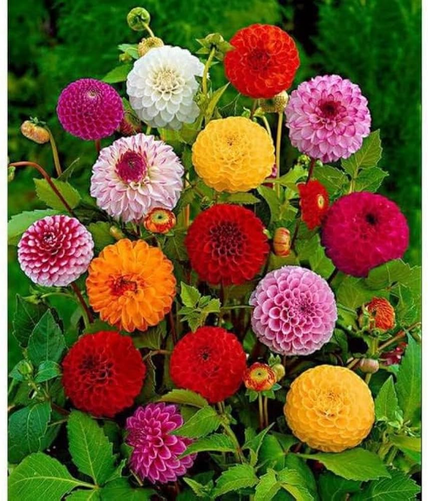Mix Dahlia Pompon Seeds for Planting Colorful Flower Garden Blooms, Easy to Grow in Spring