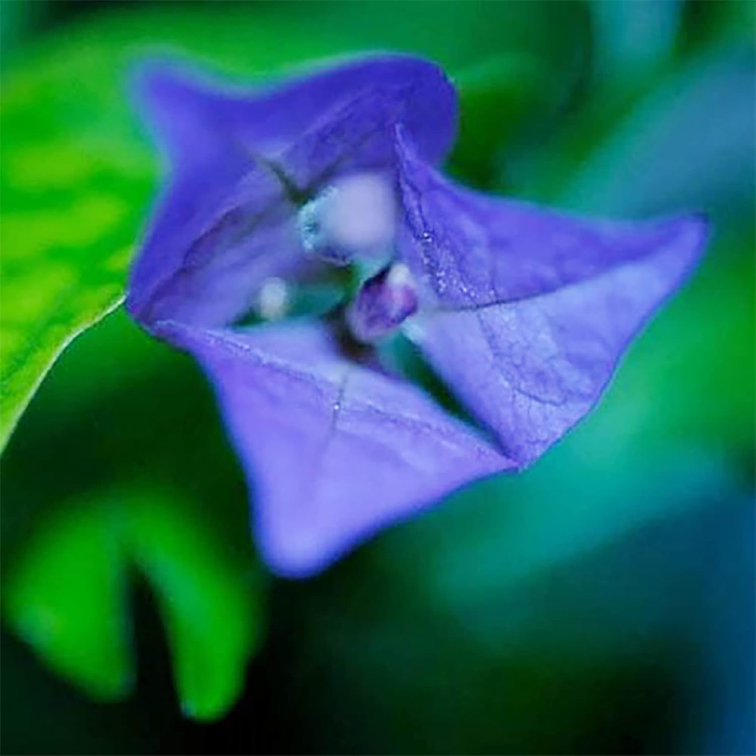Blue Bougainvillea Spectabilis Seeds Vibrant And Showy Bracts Favorite Choice For Adding Color
