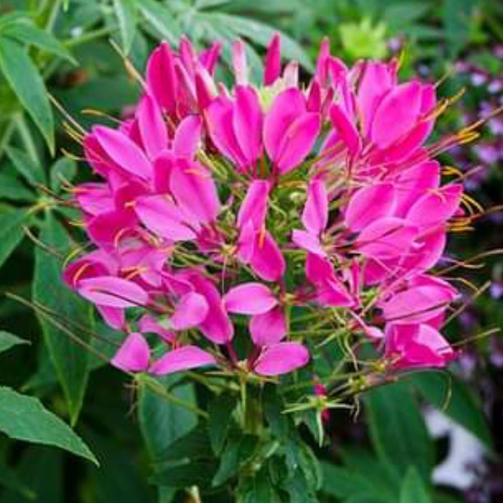 Evergrowseeds Dwarf Cleome Hassleriana flower seed packets for planting in flower beds, featuring colorful blooms and green foliage.