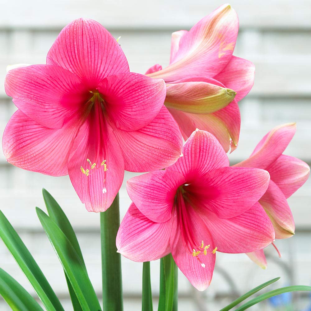 Pink Amaryllis Barbados Flower Seeds for Planting Drought Tolerant Heirloom & GMO Free Seeds for Home Garden
Sale