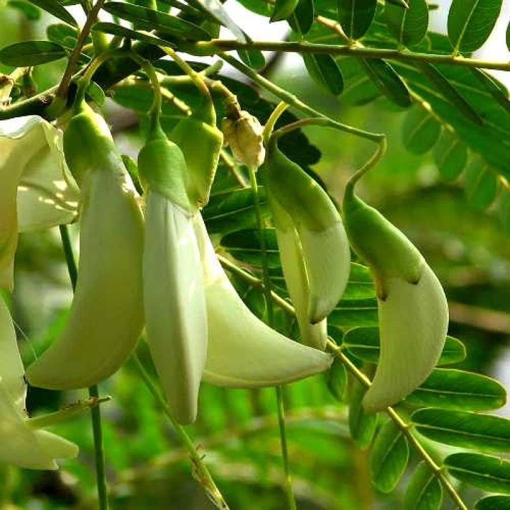 Sesbania Tree Planting Seeds for Thriving Growth and Beautiful Landscaping