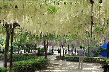 White Wisteria Flower seeds for Planting Rich Fragrance Heirloom & GMO Free Seeds For Home Garden
Sale for planting in home garden