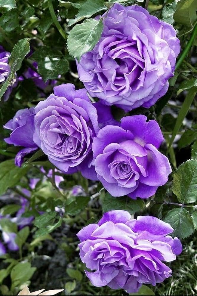 Climbing Rose Rosa spp. Seeds for Planting - Ideal for Flower Bed & Urban Garden