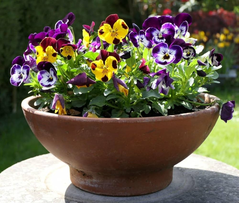 Pansy Viola Tricolor Mixed Flower Seeds