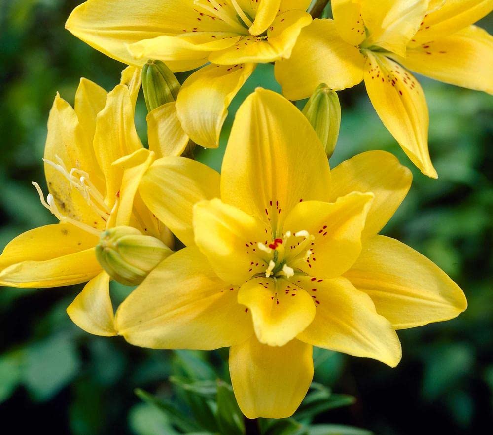 Yellow Black Lilium Brownii Seeds for Planting in Flower Bed & Garden