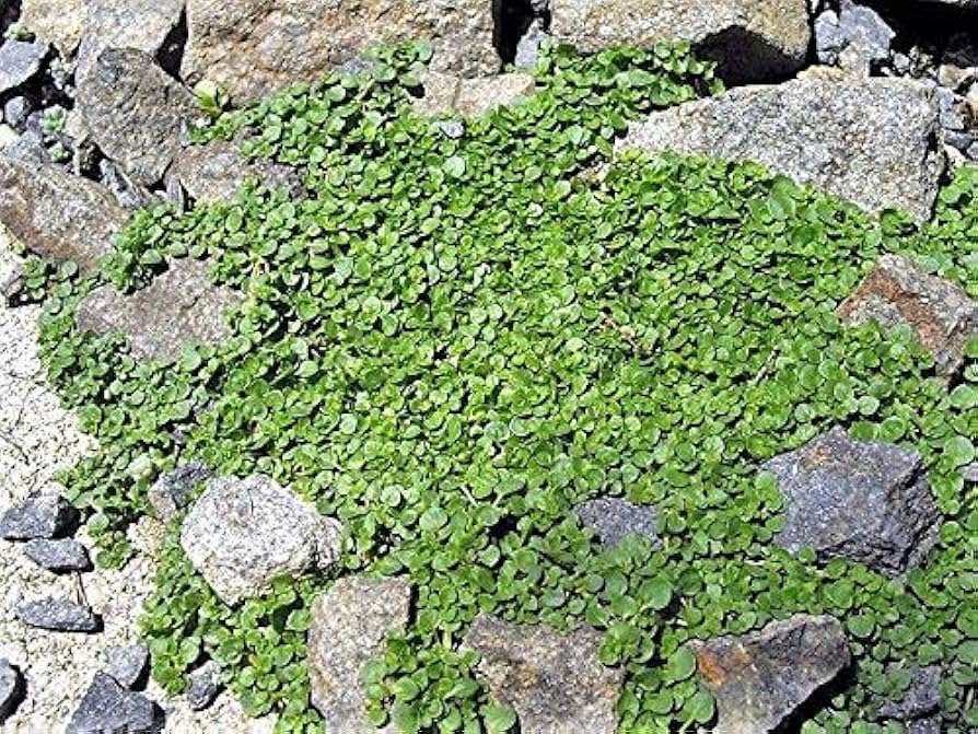 Mini Corsican Mint Mentha requienii Seeds for Planting in Herb Garden
