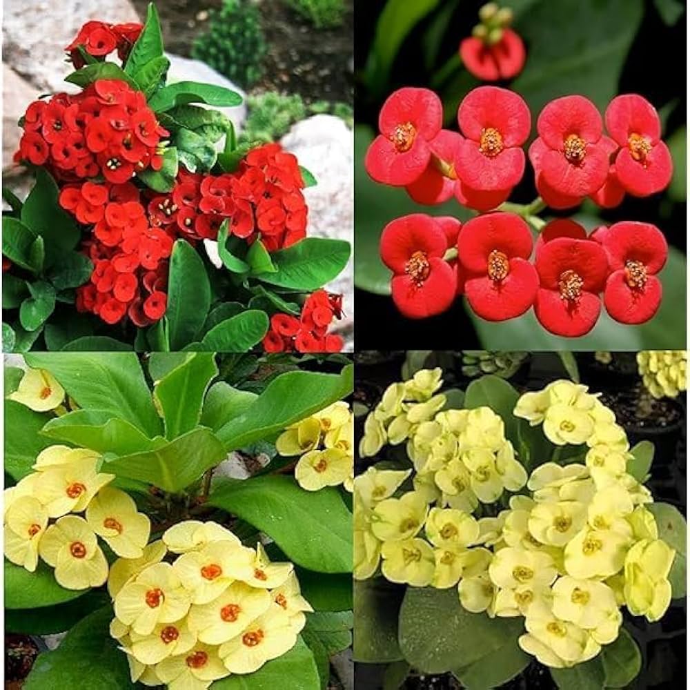 Mixed Euphorbia Milii Hybrid Flower seeds blooming in flower beds, containers, borders, and pollinator-friendly gardens