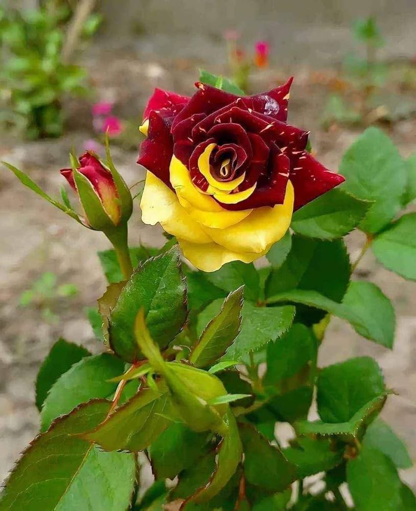 Red Yellow MultiColor Rose for Planting NonGMO Heirloom Garden Seeds Hardy Variety
Sale