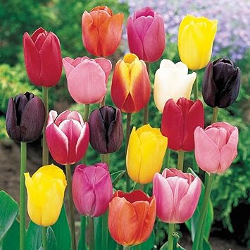 Pink Nezabudka Flower Seeds for Garden Colorful Display Heirloom & GMO Free Seeds for Home Garden
Sale for planting in home garden