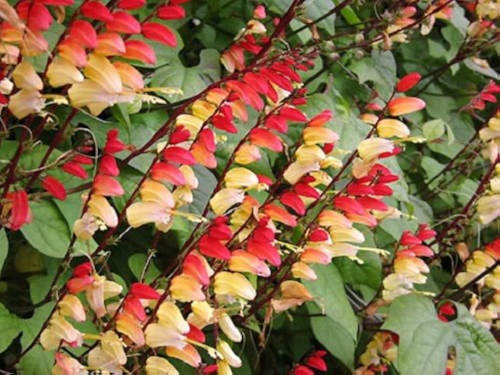 Mina Lobata Flower seeds blooming in flower beds, containers, borders, and pollinator-friendly gardens